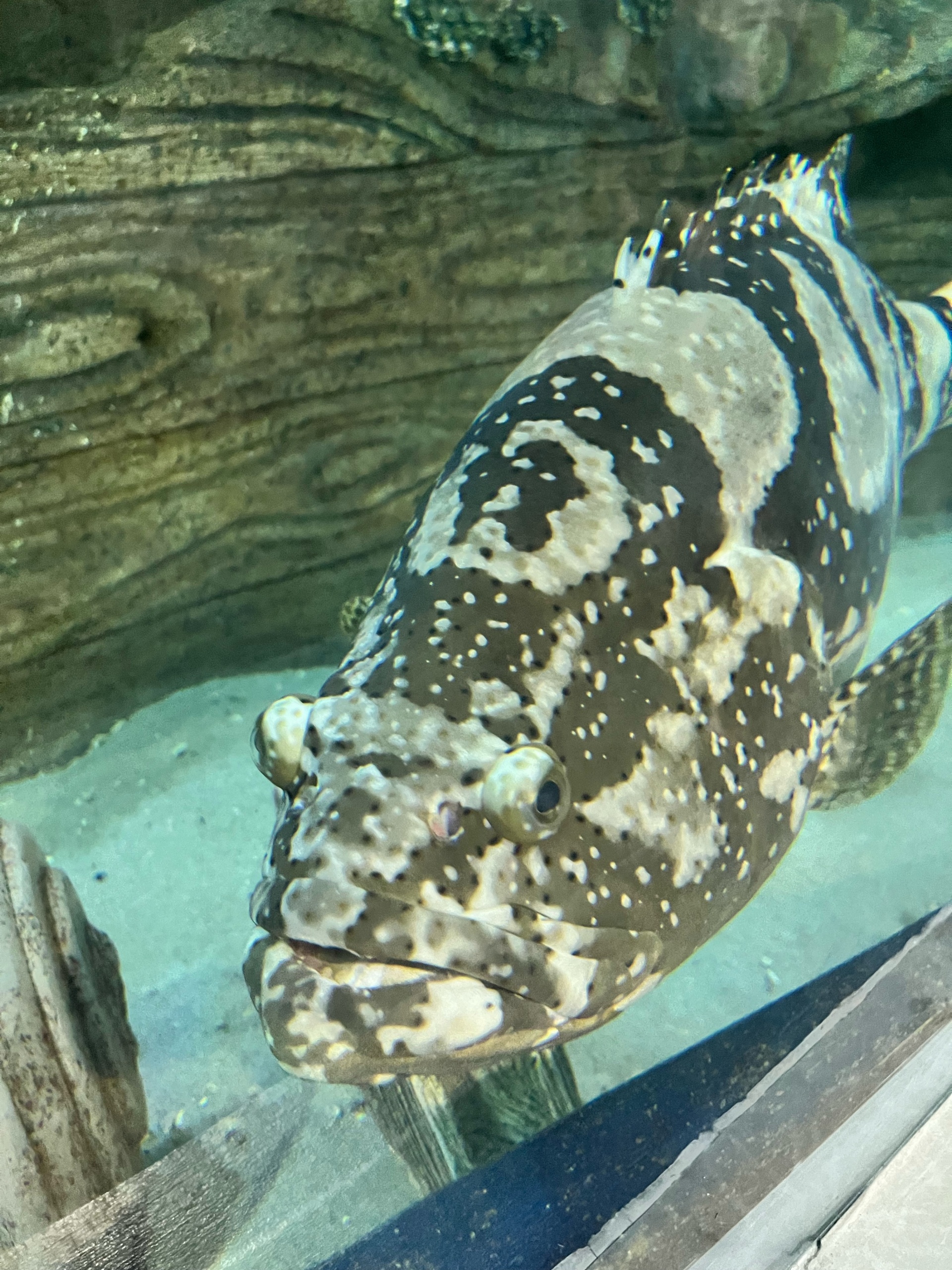 Sochi discovery world aquarium, океанариум, улица Ленина, 219а/4, Сочи —  2ГИС