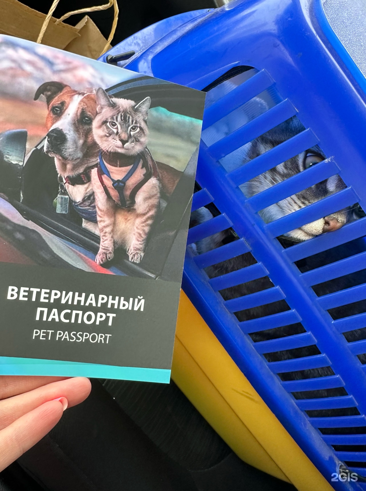 Dr.Pet`s, ветеринарная клиника, Школьный переулок, 1, Колтуши — 2ГИС