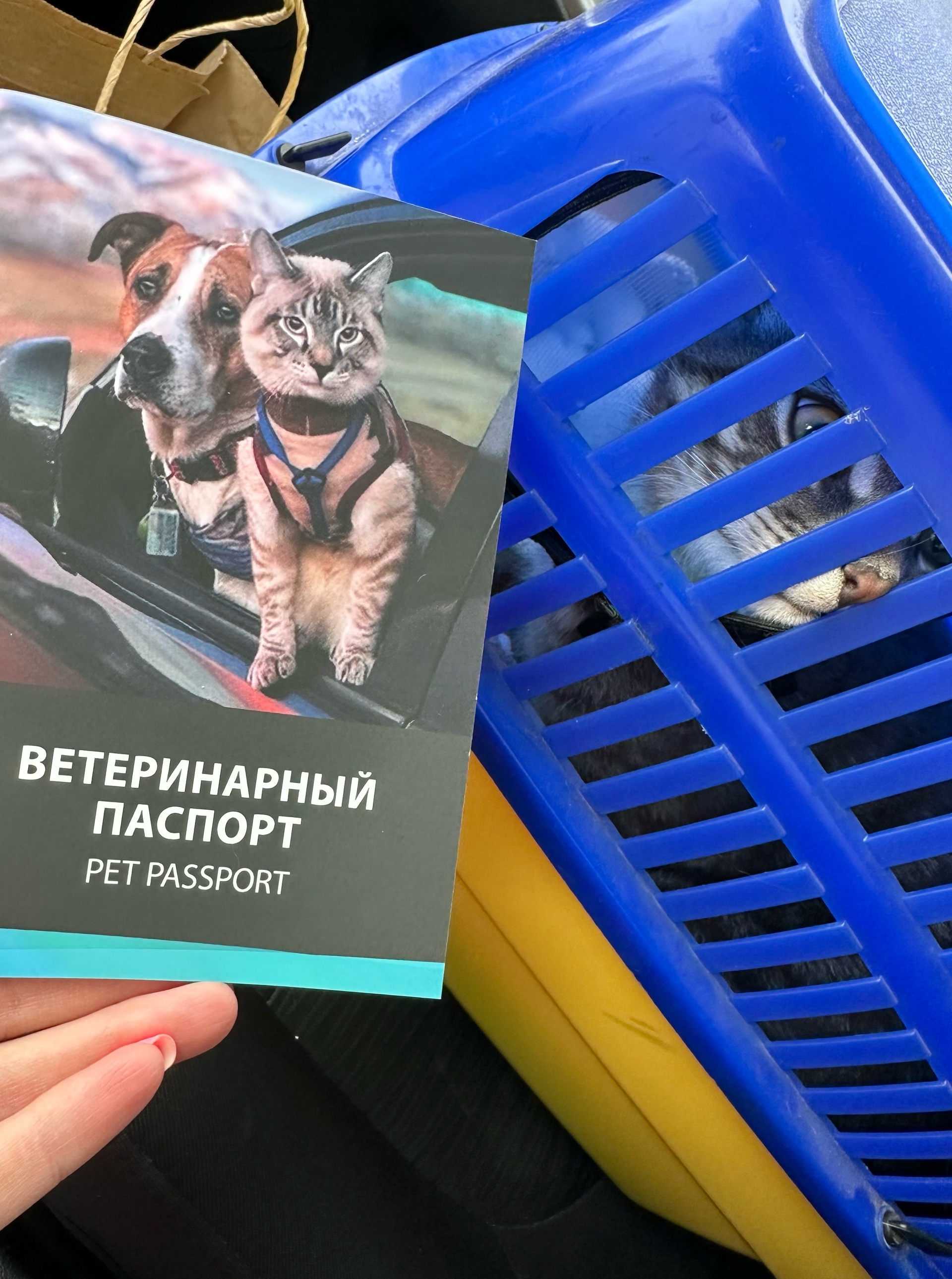 Dr.Pet`s, ветеринарная клиника, Школьный переулок, 1, Колтуши — 2ГИС