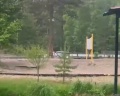 Поляна: отзыв от Антонина Анциферова