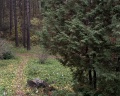 Ботанический сад Академгородка: отзыв от Полина Сонхуновна