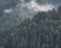 Литопур: отзыв от Анастасия Самочернова