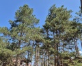 Forest home: отзыв от Евгений Задорин