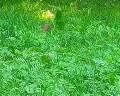 Дворцовый парк: отзыв от Витя Боровинских