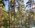 Три медведя: отзыв от Юля Захарова