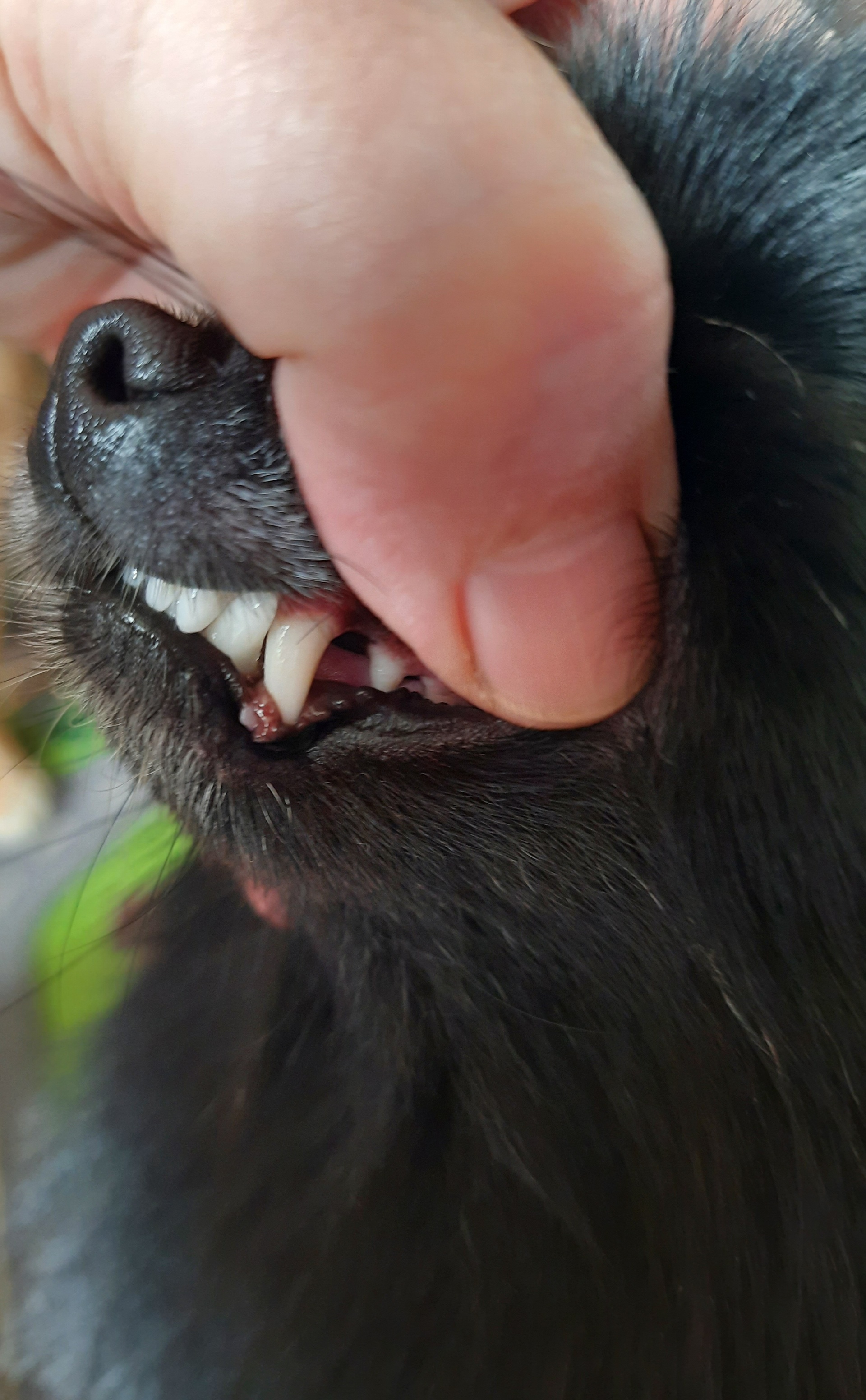 can a puppys overbite correct itself