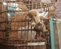 Музей игрушек «Мишкин дом»: отзыв от Тагильчанка Коренная
