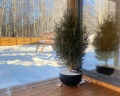 Forest Home72: отзыв от Екатерина Шилова