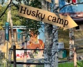 Husky camp: отзыв от Ольга Зайцева