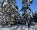 Korbi: отзыв от Городской житель
