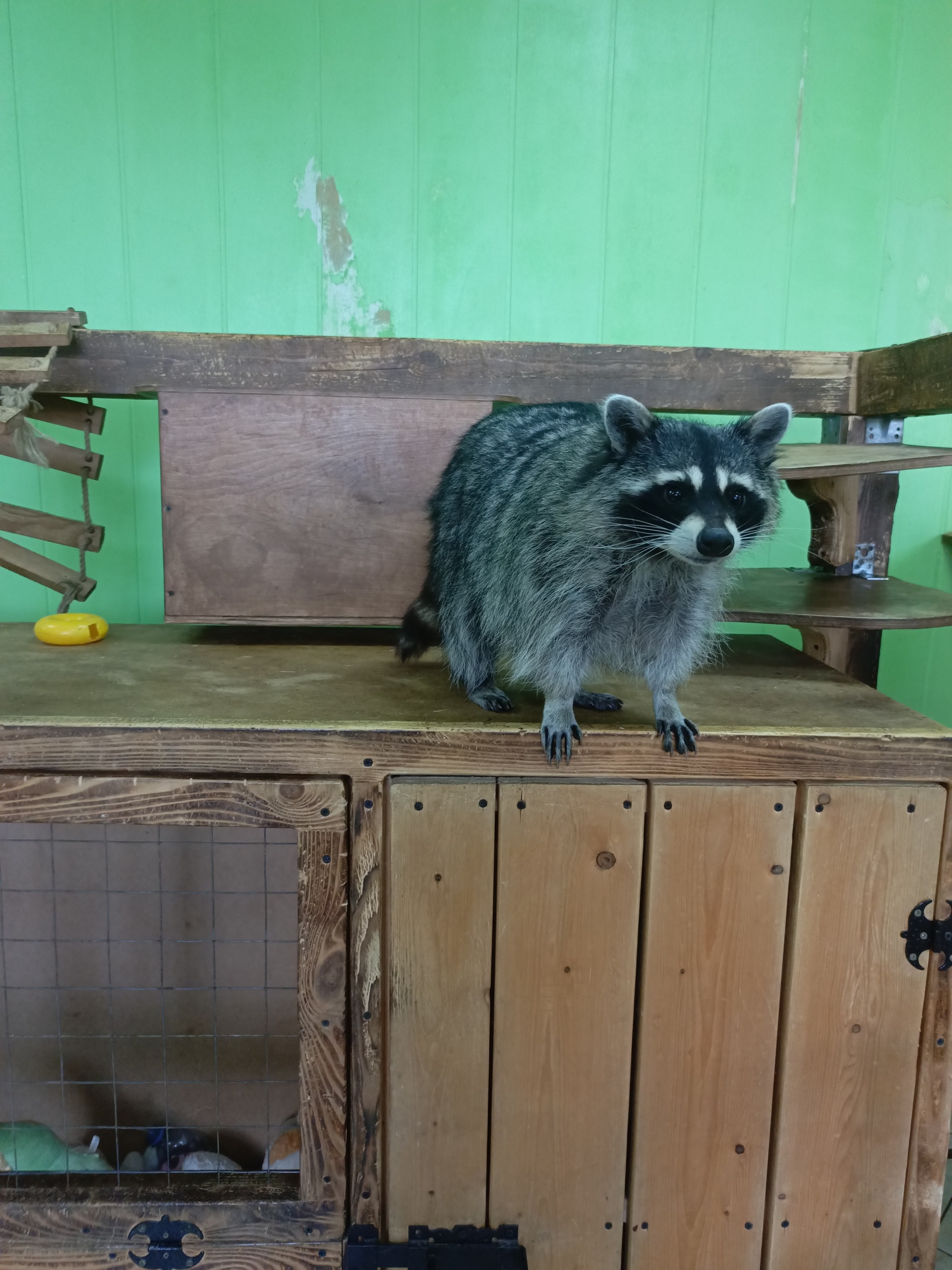 Отзывы о Ракуна матата, компания по выставке енотов, проспект Комарова, 15,  Омск - 2ГИС