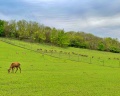 Deer farm: отзыв от Анна Кошелева