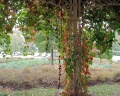Сад Баумана: отзыв от 8romashka8 Roma