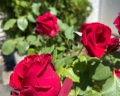 Райский уголок: отзыв от Любовь Ефремова