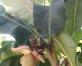 Green hosta: отзыв от Эртине Оюнаров