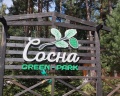 Сосна: отзыв от Яна Григорьева