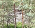 Бадан: отзыв от Валерий Лактионов