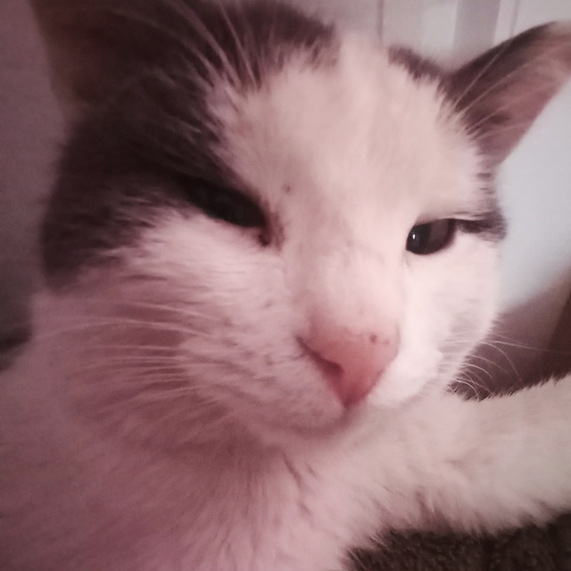 Керемет киска фотолары Керемет киска фотолары