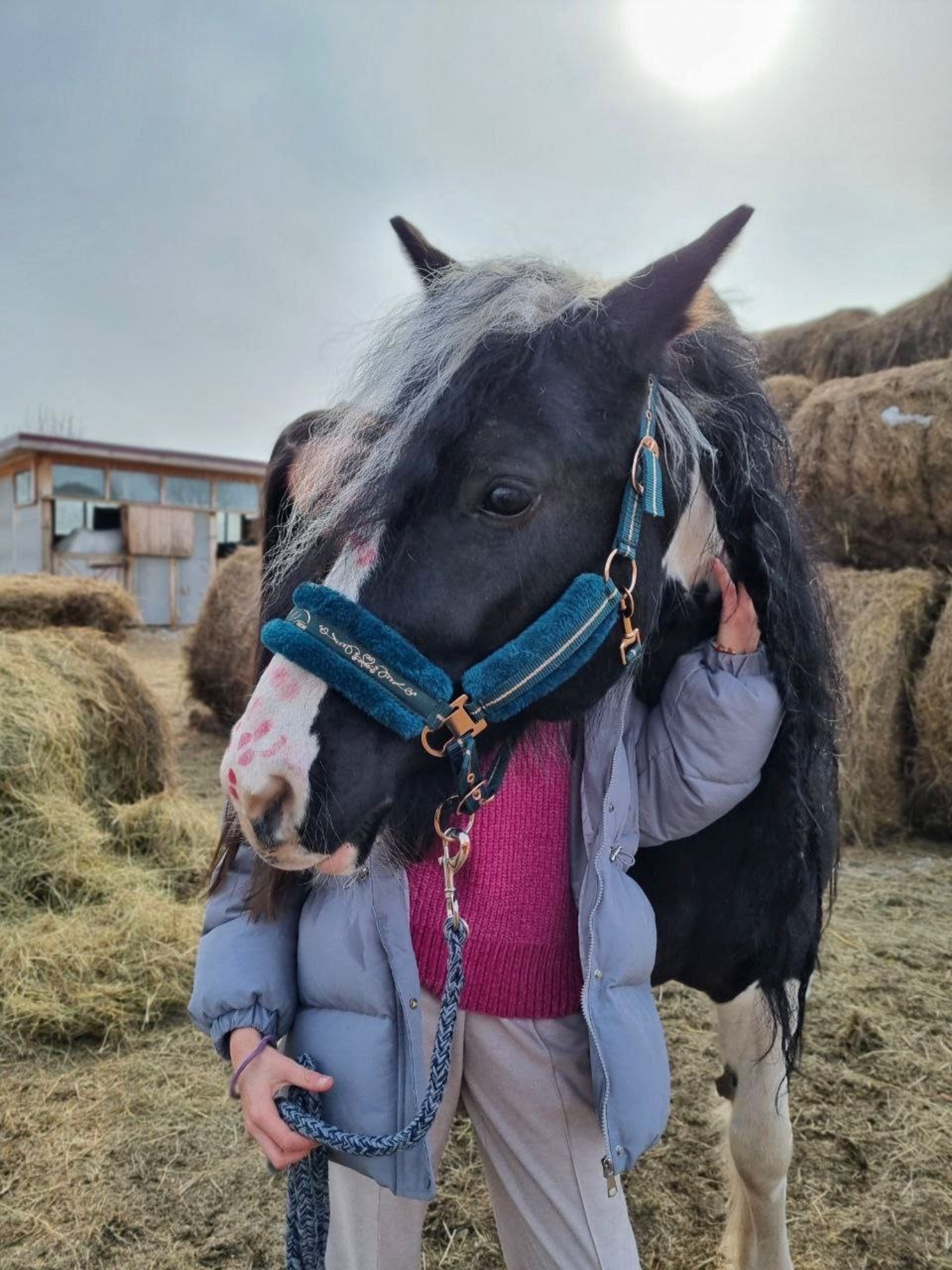 Дельфин, конноспортивный клуб, улица Короленко, 33, Хабаровск — 2ГИС